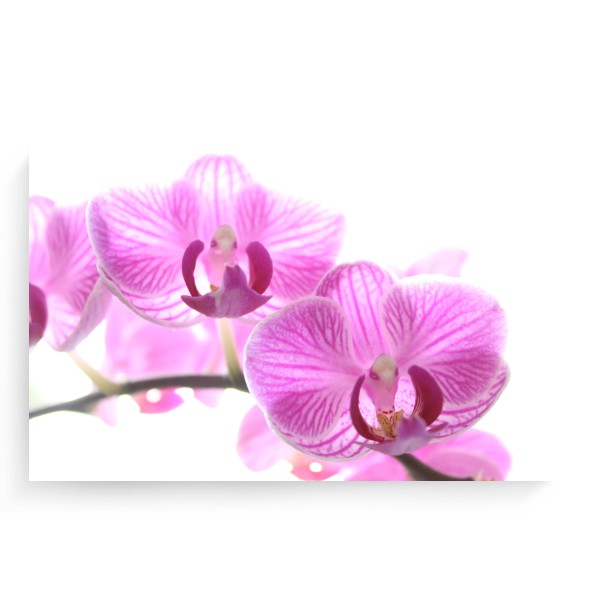 Hi Key Orchidej - fotoplátno